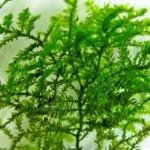 Java Moss - Acvariu - Blog acvarist