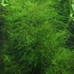 Java Moss - Acvariu - Blog acvarist