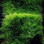 Java Moss - Acvariu - Blog acvarist