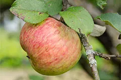 Apple Tree „Zhiguli” - a fajta leírását, fotó, vélemények kertészek