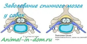 boli ale măduvei spinării la câini, tratamentul animalelor