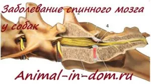 boli ale măduvei spinării la câini, tratamentul animalelor