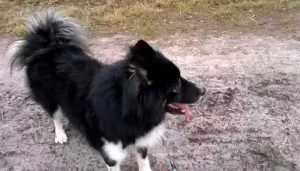 Yakutian Laika описание порода, природни снимки, всичко за кучета