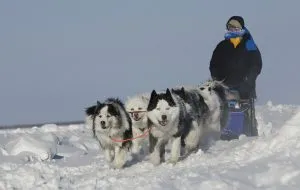 Yakutian Laika fajta leírás, természet fotók, mind a kutyák