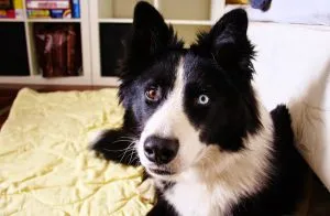 Yakutian Laika описание порода, природни снимки, всичко за кучета