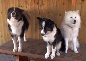 Yakutian descriere rasa Laika, poze cu natura, totul despre câini