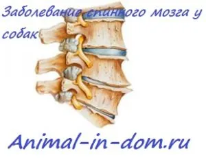 boli ale măduvei spinării la câini, tratamentul animalelor