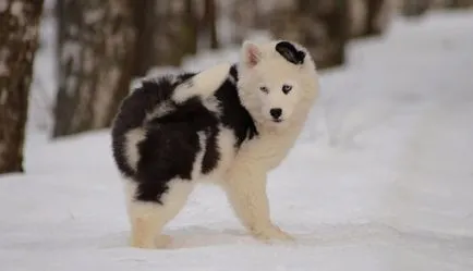 Yakutian Laika описание порода, природни снимки, всичко за кучета