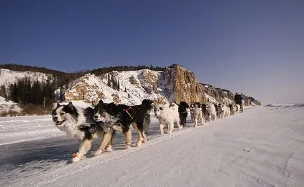 Yakutian Laika описание порода, природни снимки, всичко за кучета