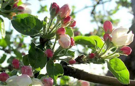 Apple Tree „Zhiguli” - a fajta leírását, fotó, vélemények kertészek