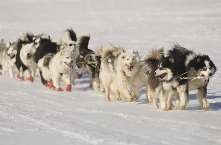 Yakutian Laika fotó Yakutian Laika