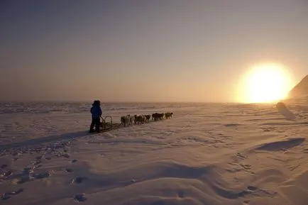 Yakutian Laika fotó Yakutian Laika