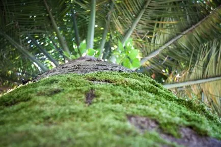 Jubaea chilensis fotografii, vederi și caracteristici de îngrijire