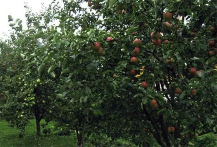 Apple Tree „Zhiguli” - a fajta leírását, fotó, vélemények kertészek