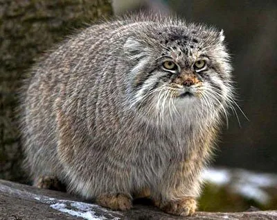 степи животни manul