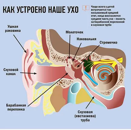 Здраве с д-р Комаровски с отит защо не може да духате носа силно новини от Ижевск и