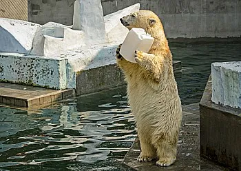 Zoo Novoszibirszk, cím, nyitvatartási idő, költség a jelenléti ívet, térkép, történelem, leírás