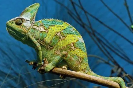 10 lucruri despre cameleon