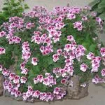 7 típusú muskátli (Pelargonium) fajták néz ki, mint a kiváló minőségű virágok