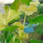 7 вида мушкато (Pelargonium) сортове приличат на висококачествени цветя