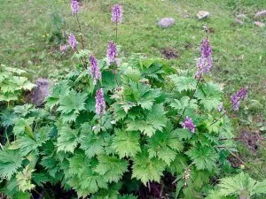 Aconite Jungar gyógynövény, fotó