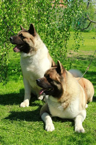 Akita Inu tartási, takarmányozási és képzés, mit és hányszor kell etetni a Akiták jellemzői