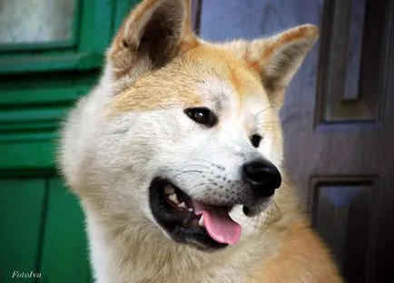 Akita Inu, hranirea si formare, ce și cât de multe ori pentru a alimenta caracteristicile Akita