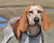 American English Coonhound