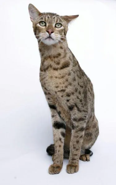 Usher - cel mai scump pisica din lume - bloguri Novosibirsk