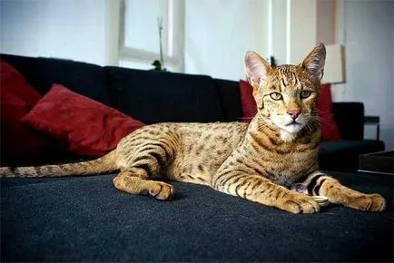 Usher - cel mai scump pisica din lume - bloguri Novosibirsk
