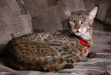 Ъшър - най-скъпата котка в света - блогове Новосибирск