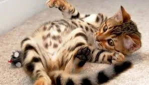 Бенгалия котка порода, отглеждани в научен начин