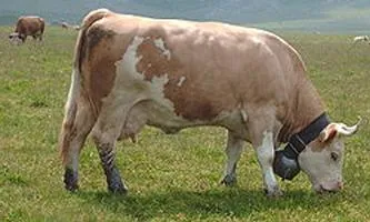 Булс размножават бикове и техните характеристики