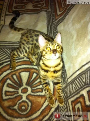 Bengáli macska - „ez olyan, mint a levegő, ez mindenhol))))) fotó (sok kép) az én mindenütt baba! 