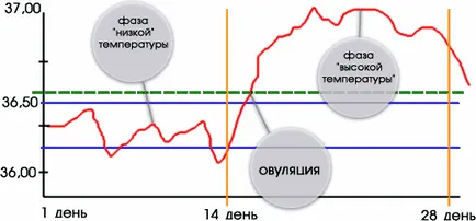 Bazális hőmérséklet a végbélnyílás - mit jelent