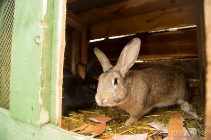 case gratuite pentru muncitorii din ferme colective din Belarus, sfaturi roșu