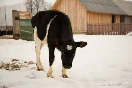 case gratuite pentru muncitorii din ferme colective din Belarus, sfaturi roșu