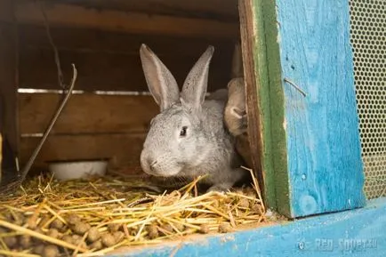 case gratuite pentru muncitorii din ferme colective din Belarus, sfaturi roșu