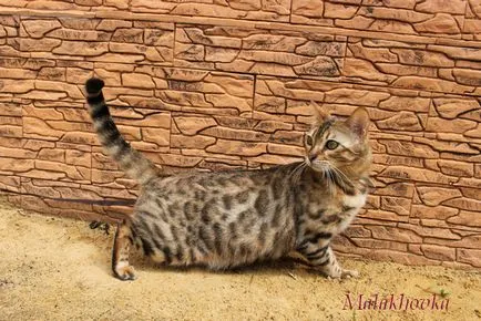 Бенгалия котка - бременност, леопард shahnnru