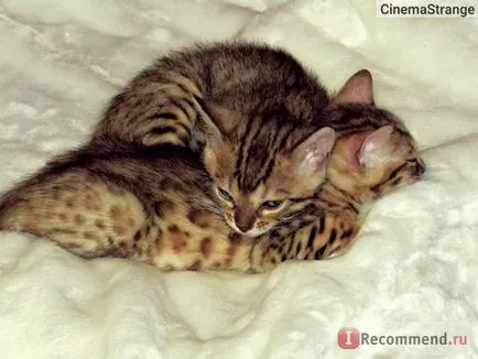 Bengaleza - „miracol Leopard la domiciliu