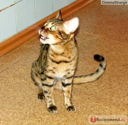 Бенгалия котка - 