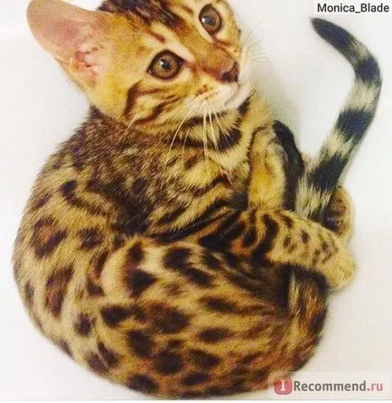 Bengáli macska - „ez olyan, mint a levegő, ez mindenhol))))) fotó (sok kép) az én mindenütt baba! 