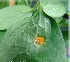 Boli si daunatori cu fotografie Clematis, metode de a face cu ei, conac exemplar