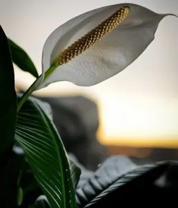 Boli si daunatori cu fotografie Clematis, metode de a face cu ei, conac exemplar