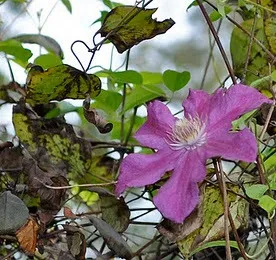 Boli si daunatori cu fotografie Clematis, metode de a face cu ei, conac exemplar