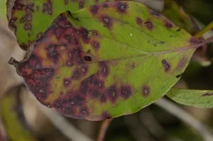 Boli si daunatori cu fotografie Clematis, metode de a face cu ei, conac exemplar