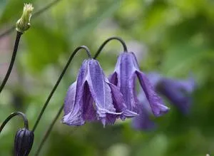 Clematis заболяване - мерки за превенция и контрол на