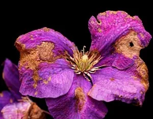 Boli si daunatori cu fotografie Clematis, metode de a face cu ei, conac exemplar