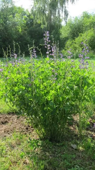 Grădina Botanică Vilar în nordul Butovo