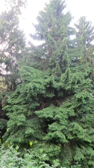 Grădina Botanică Vilar în nordul Butovo